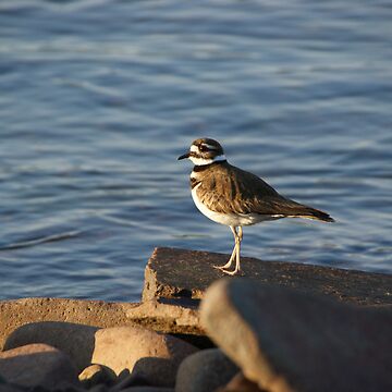 Artwork thumbnail, Killdeer by Tammy Drombolis