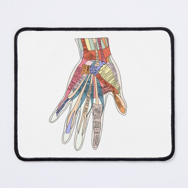 Item preview, Muscles of the Hand Anatomy designed and sold by Katherine Winner.