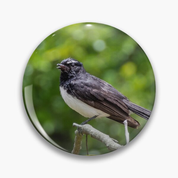 Artikelvorschau, William Wagtail entworfen und verkauft von Calebdrums.