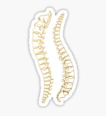 Gold Vertebrae Sticker