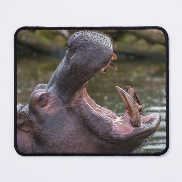 Item preview, Impressive Hippopotamus Teeth designed and sold by rawshutterbug.