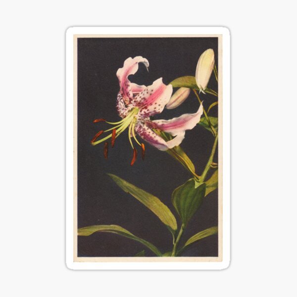 Item preview, Vintage Botanical Postcards: Lilium Lancifolium (Tiger Lily) designed and sold by sleepyhenry.