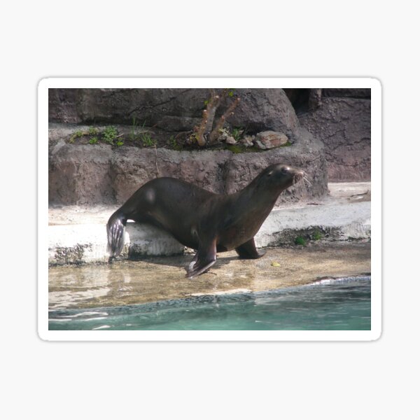 Seal 001 Sticker