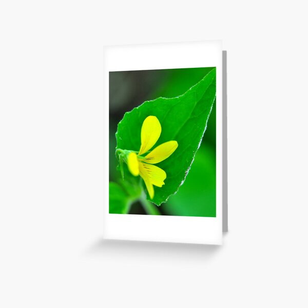 Downy Yellow Violet Greeting Card