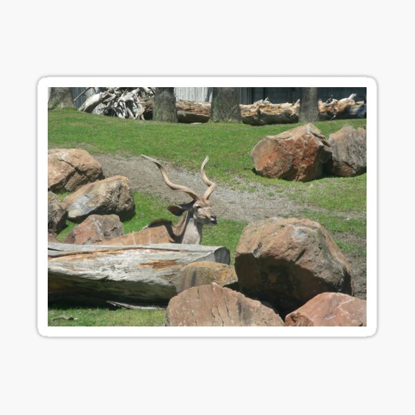Kudu 001 Sticker
