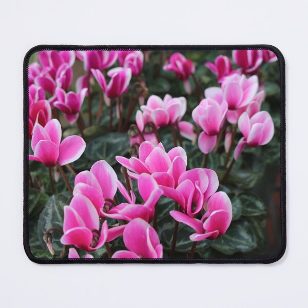 Item preview, Pink Cyclamen designed and sold by pinkal.