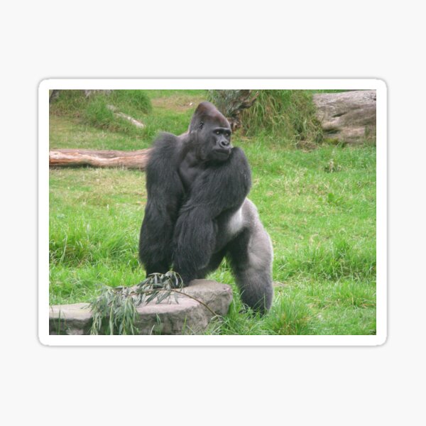 Silverback Gorilla 003 Sticker