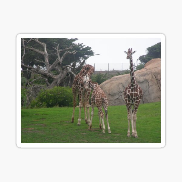 Giraffes 006 Sticker