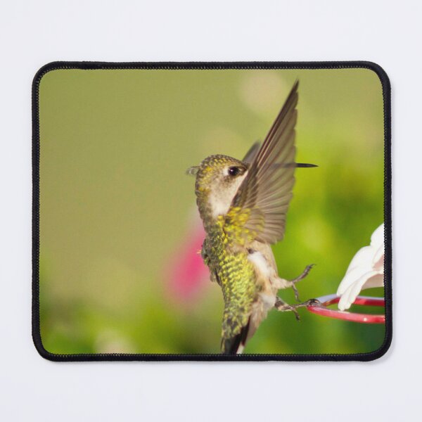 Item preview, The Ruby-Throated Hummingbird (Archilochus colubris) designed and sold by wenzler.