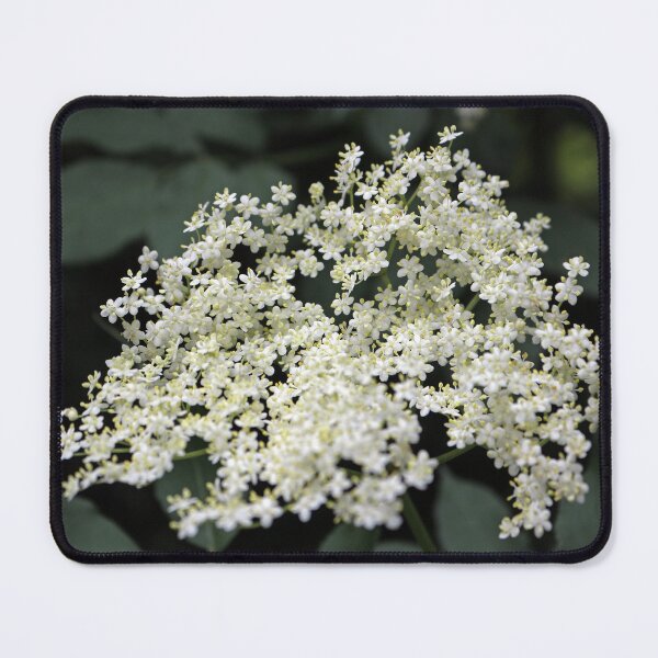 Item preview, Elder flower designed and sold by pinkal.