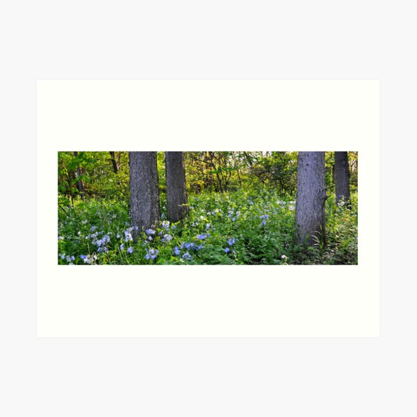 Wild Phlox Art Print
