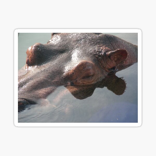 Hippo 001 Sticker
