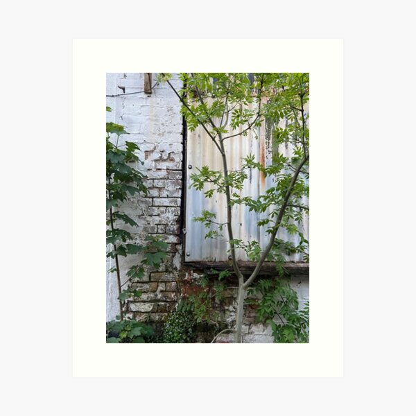spring shoots compete with crumbling brick and corrguated iron Art Print