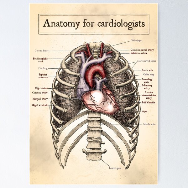 Anatomy for cardiologists Poster