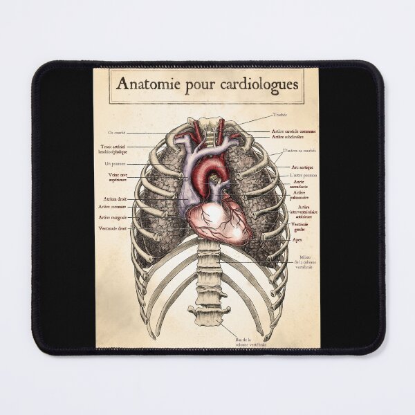 Item preview, Anatomie pour cardiologues designed and sold by John Chilton.