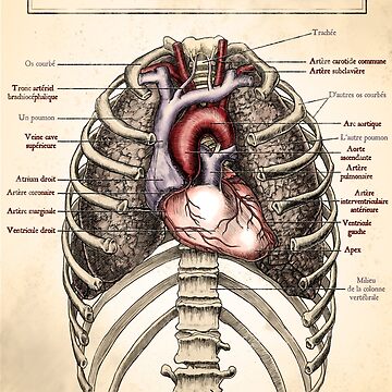 Artwork thumbnail, Anatomie pour cardiologues by John Chilton