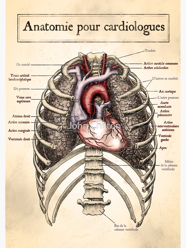 Thumbnail 3 of 3, Sticker, Anatomie pour cardiologues designed and sold by DrawnToTheSea.