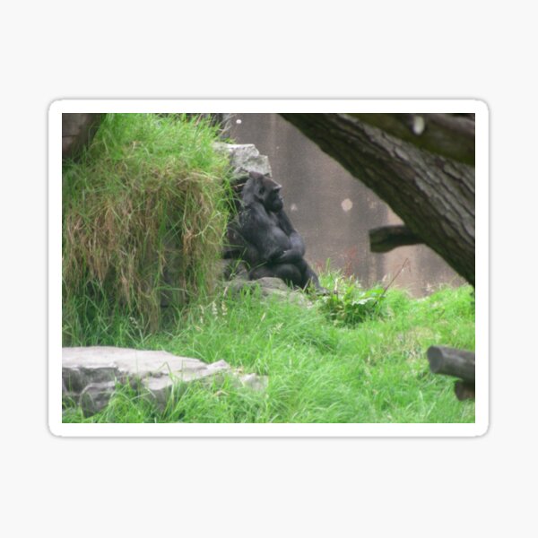 Gorillas 004 Sticker