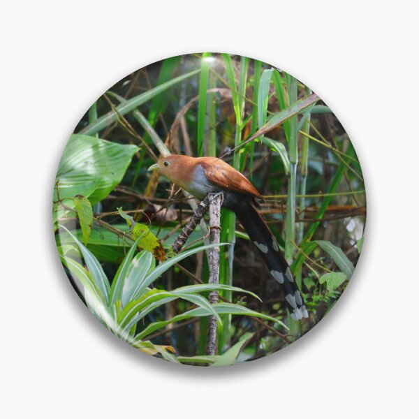 Item preview, Squirrel Cuckoo Panama Bird Photography designed and sold by Alvaro-Miranda.