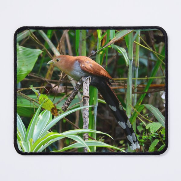 Item preview, Squirrel Cuckoo Panama Bird Photography designed and sold by Alvaro-Miranda.