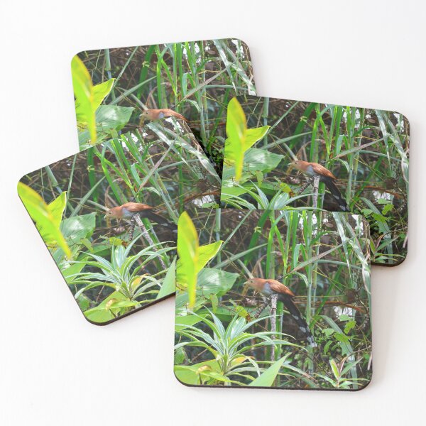 Item preview, Squirrel Cuckoo Panama Bird Photography designed and sold by Alvaro-Miranda.