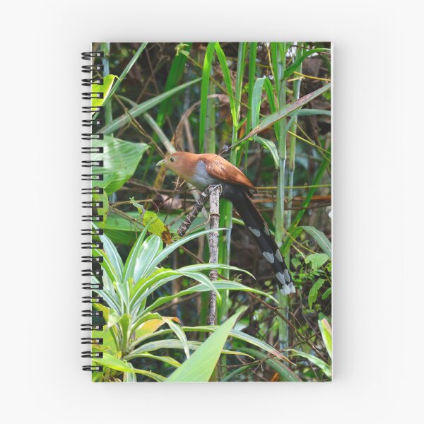 Item preview, Squirrel Cuckoo Panama Bird Photography designed and sold by Alvaro-Miranda.