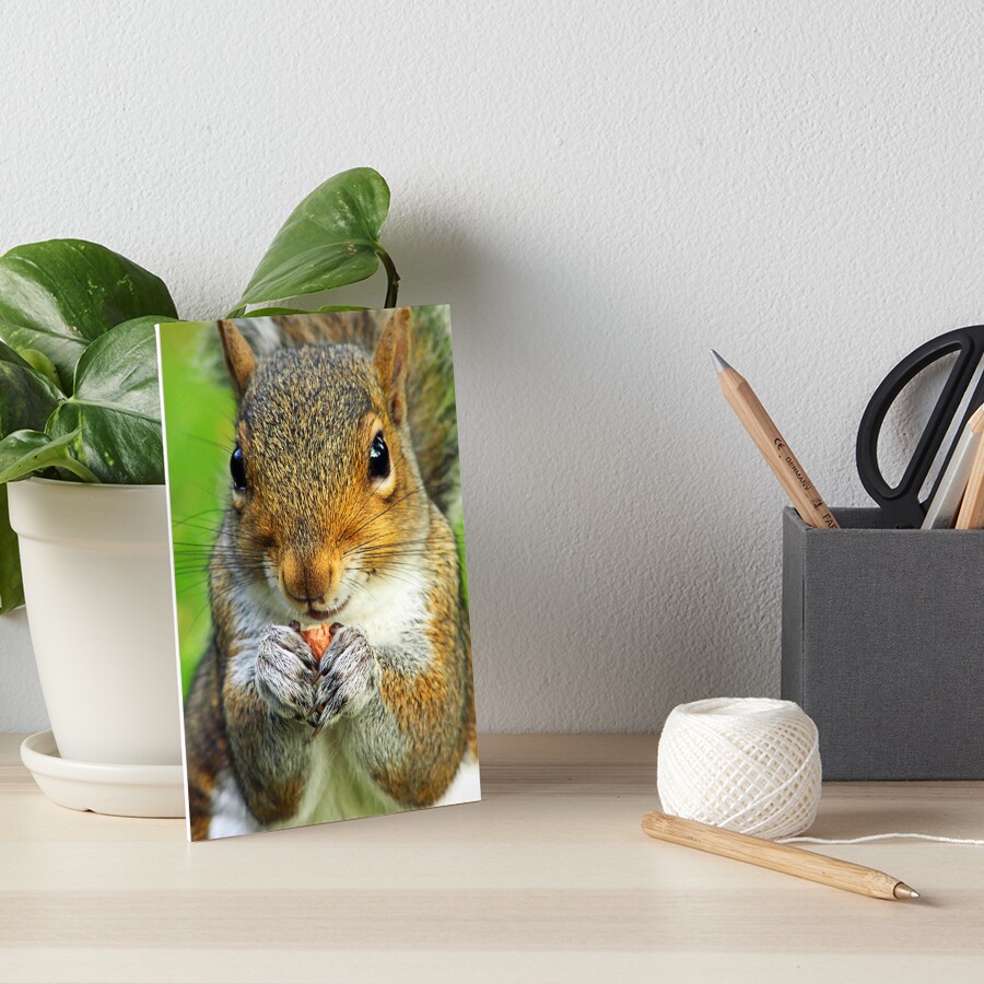 Squirrel Art Board Print