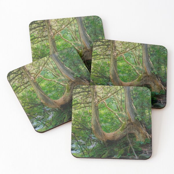 Item preview, Tateshina-Genseirin Primeval Forest designed and sold by Pix4Japan.