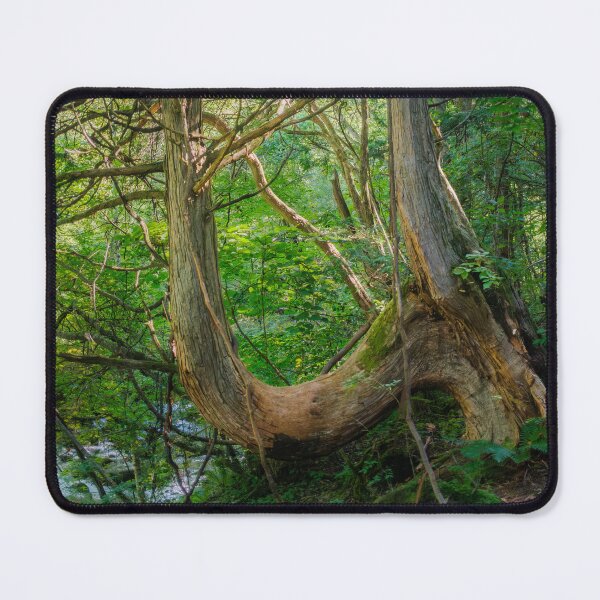 Item preview, Tateshina-Genseirin Primeval Forest designed and sold by Pix4Japan.