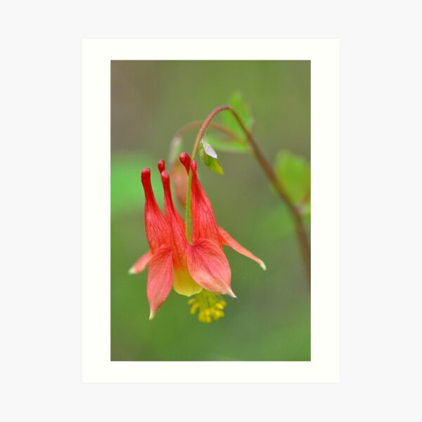 Wild Columbine Art Print