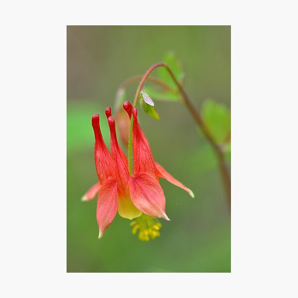 Wild Columbine Photographic Print
