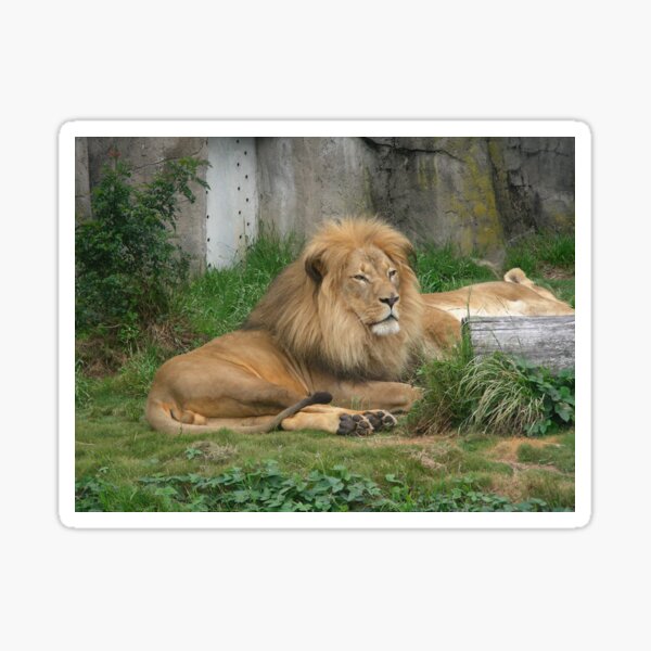 Lions 004 Sticker