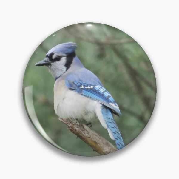Item preview, Bluejay designed and sold by Larrysphotos.