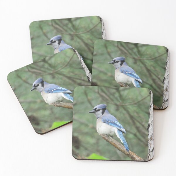 Item preview, Bluejay designed and sold by Larrysphotos.