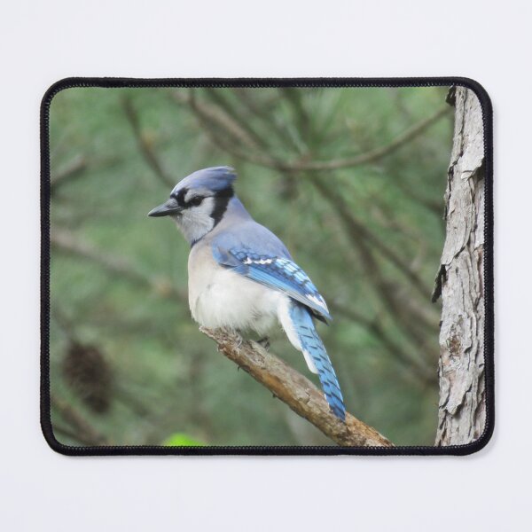 Item preview, Bluejay designed and sold by Larrysphotos.