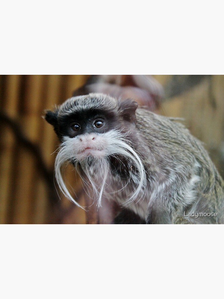 Emperor tamarin for sales sale