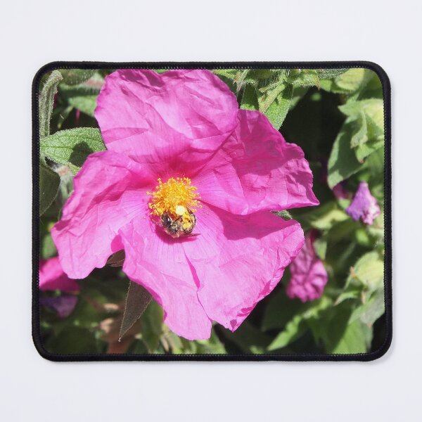 Item preview, Rosa rugosa  designed and sold by pinkal.