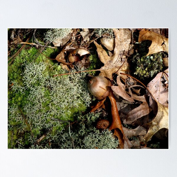 Item preview, The Forest Floor designed and sold by Rusty (Helen)  Valenza.