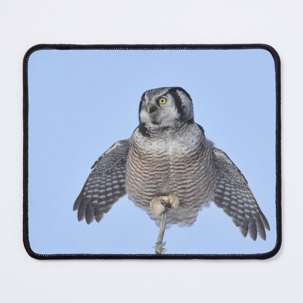 Item preview, Northern Hawk Owl designed and sold by GyrKiteTours.