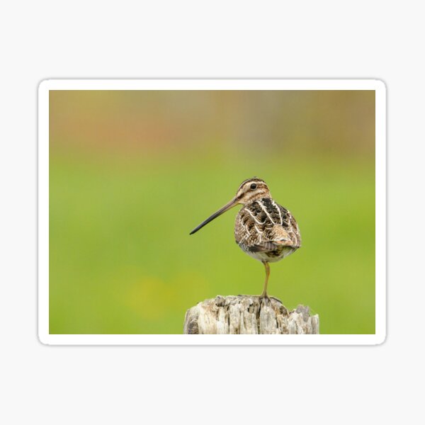 Item preview, Wilson's Snipe designed and sold by GyrKiteTours.