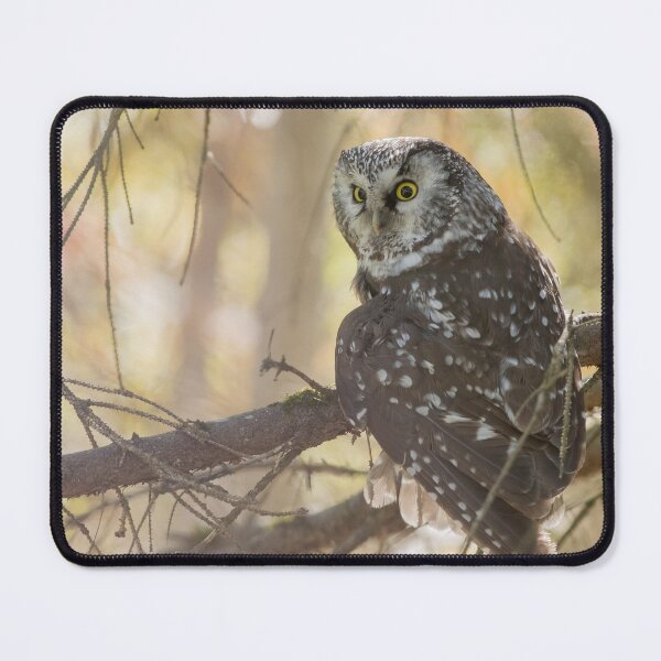 Item preview, Boreal Owl designed and sold by GyrKiteTours.
