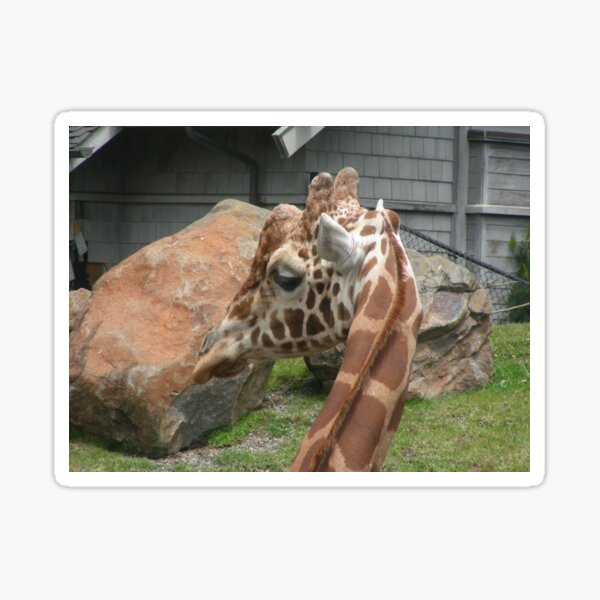 Giraffes 008 Sticker