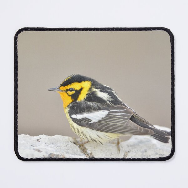 Item preview, Blackburnian Warbler designed and sold by GyrKiteTours.