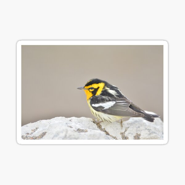Item preview, Blackburnian Warbler designed and sold by GyrKiteTours.