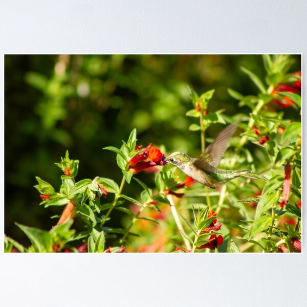 Item preview, Ruby-Throated Hummingbird In Bat Faced Cuphea designed and sold by wenzler.