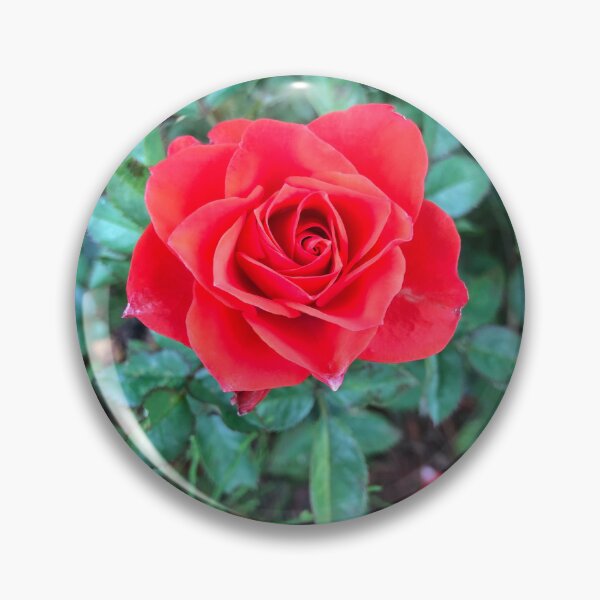 Item preview, Red Rose Photo designed and sold by Mseabro.