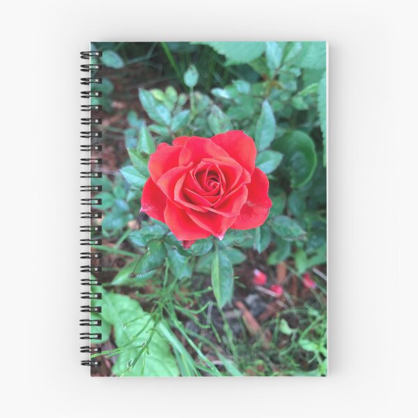 Item preview, Red Rose Photo designed and sold by Mseabro.