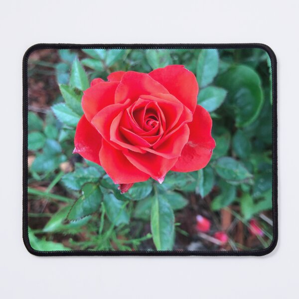 Item preview, Red Rose Photo designed and sold by Mseabro.