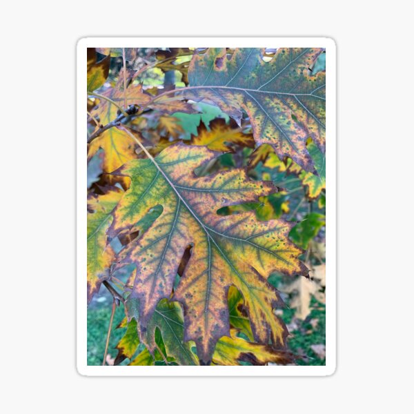 Item preview, Oak leaves designed and sold by agnessa38.