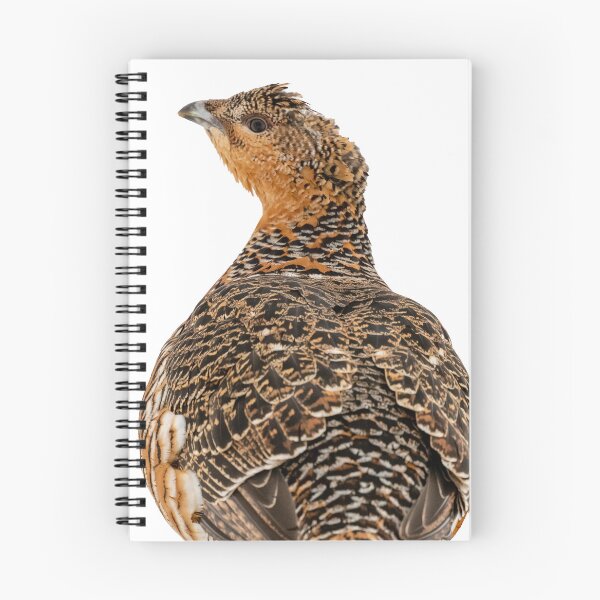 Item preview, capercaillie in the snow designed and sold by Ingo Gerlach.